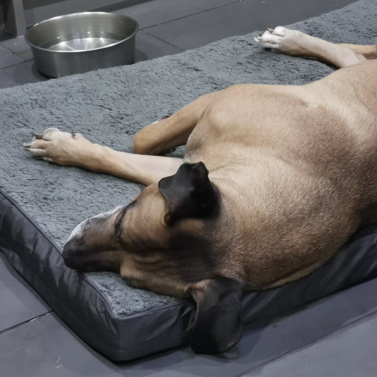 Orthopedic Convoluted Memory Foam Dog Bed