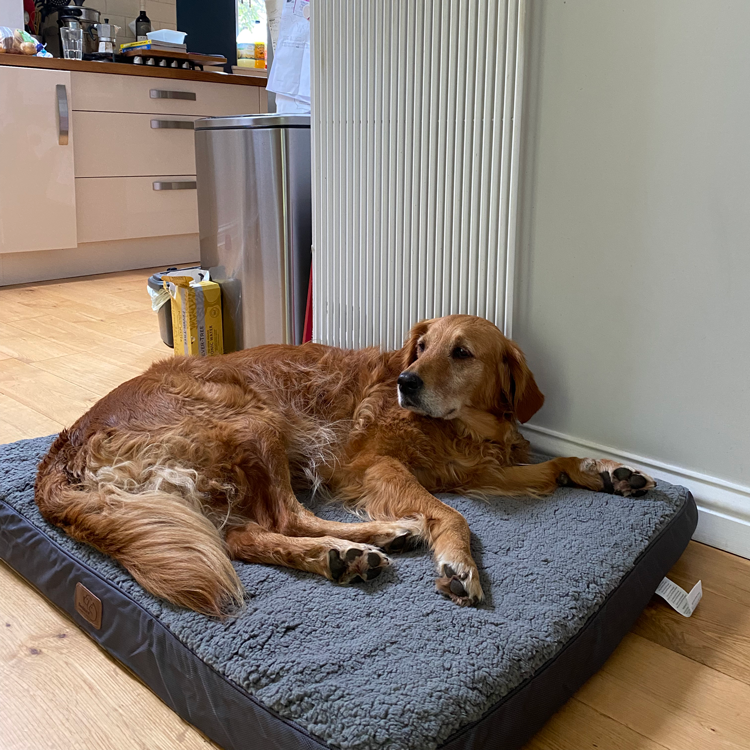 Orthopedic Convoluted Memory Foam Dog Bed